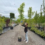 Javor mliečny (Acer platanoides) ´COLUMNARE´ - výška 250-300 cm, obvod kmeňa 6/8 cm, kont. C20L 